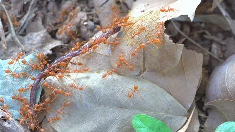 Ants insect teamwork concept, ants transfer earthworm for food on leaf Stock Footage 96172762