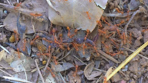 Ants insect teamwork concept, ants transfer earthworm for food on leaf Stock Footage 96173964