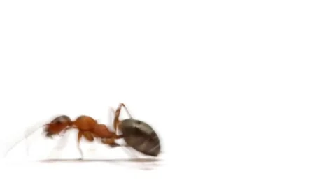 Ants insects fast running on white background macro close up Stock Footage 49473463