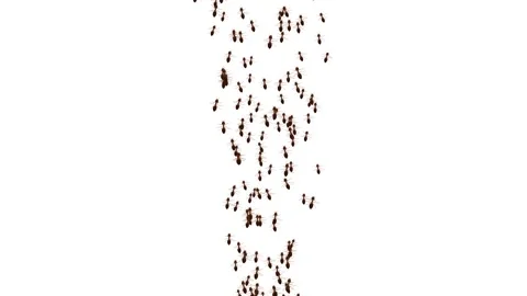 Ants insects Walking moving on the white on Green Screen Loop Background. Stock Footage 177435137