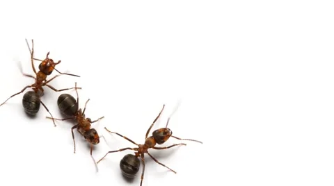 Ants insects walks on white background macro close up top view 스톡 동영상 49664789