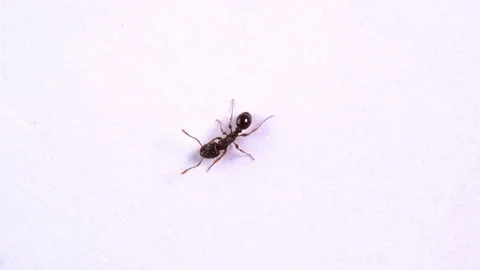 Ants insects walks on white background Video stock 74142197