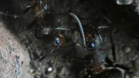 Ants inside anthill,trophallaxis, Formica rufa, insect, underground, anthill Stock Footage 328219155