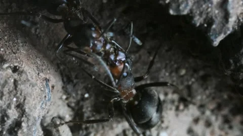 Ants inside anthill,trophallaxis, Formica rufa, insect, underground, anthill Stock Footage 328219545