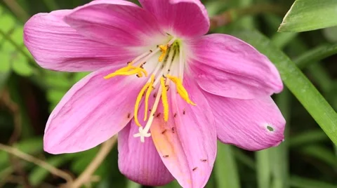 Ants inside a flower  video - macro shot 動画素材 52554194