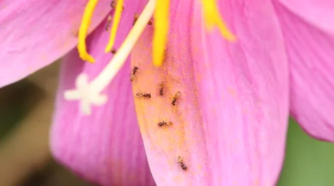 Ants inside a flower  video - macro shot 動画素材 52554452
