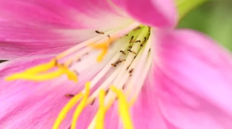 Ants inside a flower  video - macro shot 動画素材 52554522