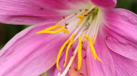 Ants inside a flower  video - macro shot 動画素材 52554626