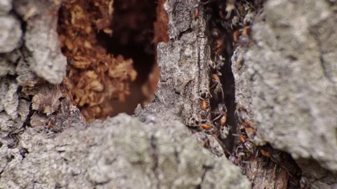 Ants inside a tree bark Stock Footage 105677950