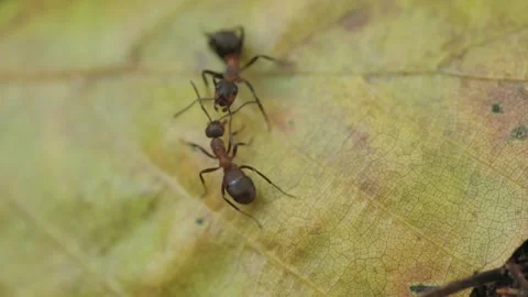 Ants interacting in the cold on colorful forest foliage  Stock Footage 317216201