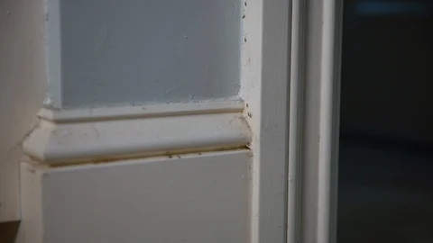 Ants invading a house Stock Footage 114540545