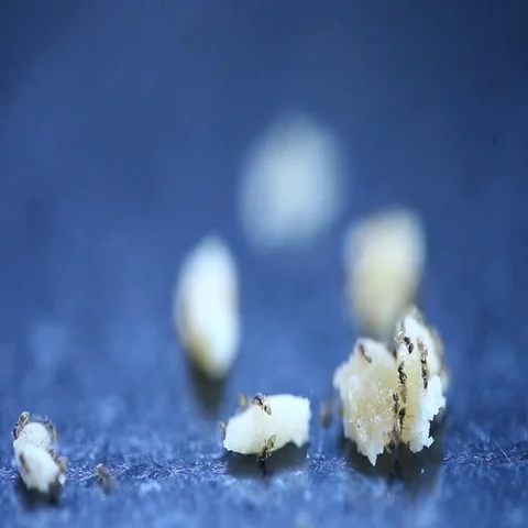 Ants with jaggery Stock Footage 69705610