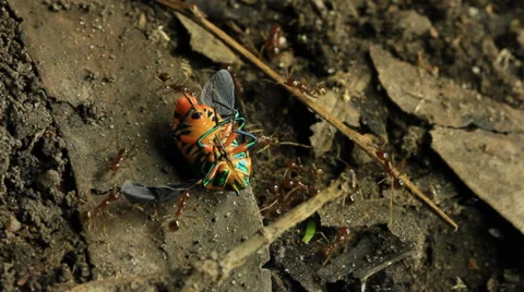 Ants with Jewel bug 4 Stock Footage 36914667