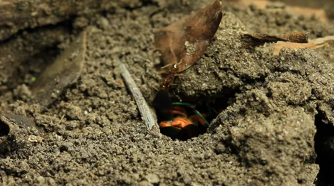 Ants with Jewel bug 8 Stock Footage 36950119