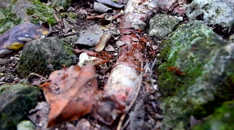 Ants in the jungle Stock Footage 45878812