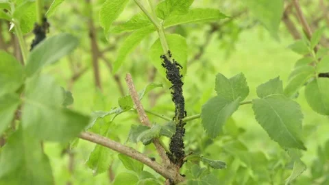Ants keep aphids as pets Stock Footage 273584677