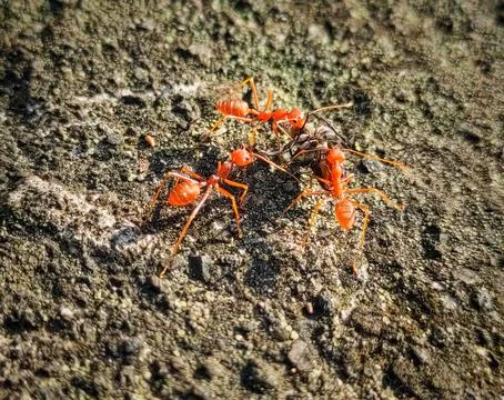 Ants kill flies Stock Photos
