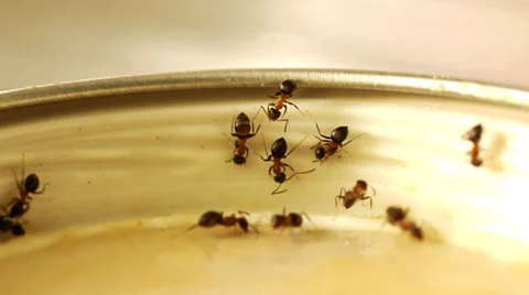 Ants in kitchen 動画素材 38096324