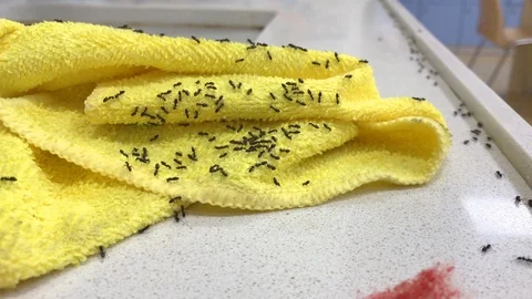 Ants in a kitchen Stock Footage 103625480