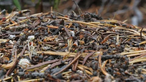 Ants in a large anthill are busy with their daily affairs. Stock Footage 285380738