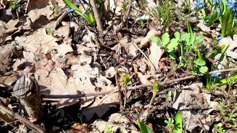 Ants in a large group work on a forest site among leaves and flowers Stock Footage 152989887