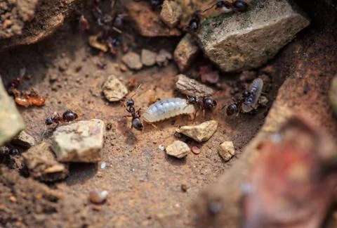 Ants with larva on limestone Stock Photos
