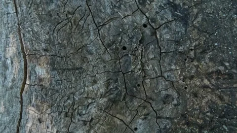 Ants Lasius niger crawling on decaying tree stump tilting Stock Footage 329897254