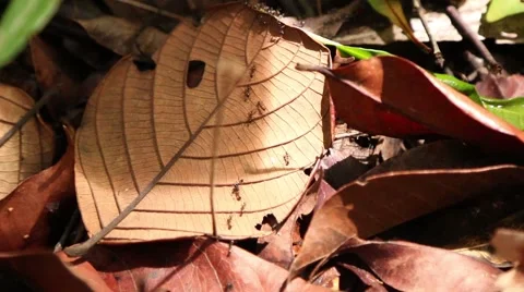 Ants on Leaf Stock Footage 42706006