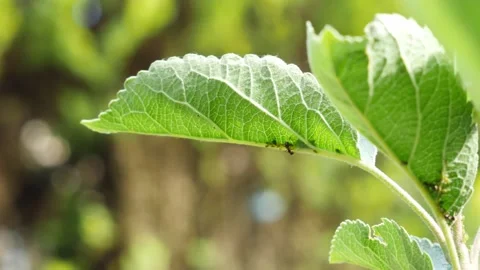 Ants on a leaf in a garden Stock Footage 194976708