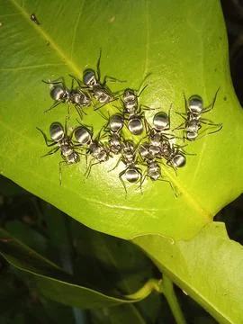 Ants on a leaf Stock-Fotos