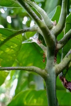 Ants on leaf stems Stock Photos