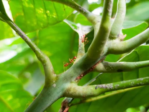 Ants on leaf stems Stock Photos