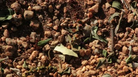 Ants on Leafy Ground Stock Footage 12227024