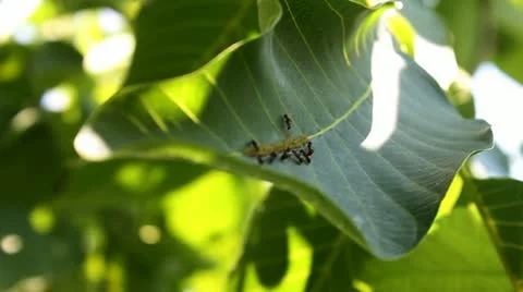 Ants on Leaves Stock Footage 22257561