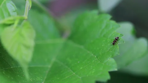Ants on the leaves Stock Footage 29648077
