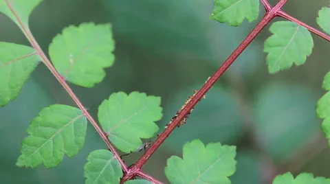 Ants on the leaves Stock Footage 29648197