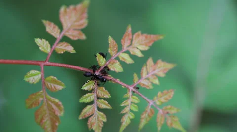 Ants on the leaves Video stock 29648204