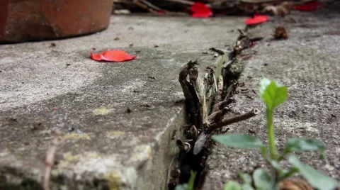 Ants leaving their nest, close up Stock Footage 40456715