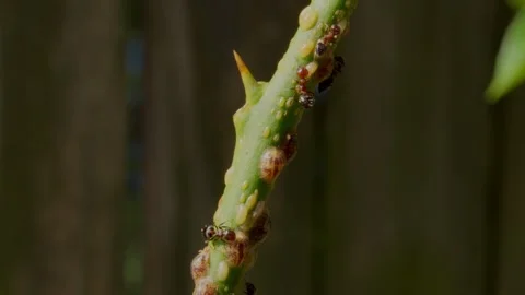 Ants On Lemon Tree In Garden Stock Footage 340323058