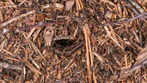  Ants life. Burrow in an anthill. Stock Footage 112860838