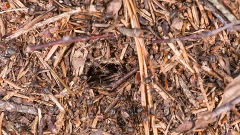  Ants life. Burrow in an anthill. Stock Footage 112860842
