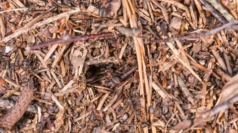  Ants life. Burrow in an anthill. Stock Footage 112860843