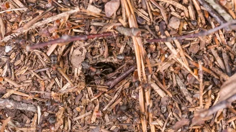  Ants life. Burrow in an anthill. Stock Footage 112860846