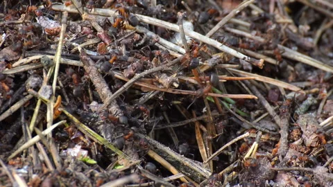 Ants life. Burrow in an anthill. Stock Footage 115257964