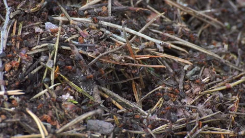 Ants life. Burrow in an anthill. Stock Footage 115830233