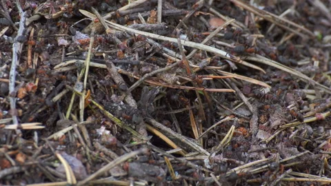 Ants life. Burrow in an anthill. Stock Footage 115830573