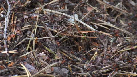 Ants life. Burrow in an anthill. Stock Footage 115830593
