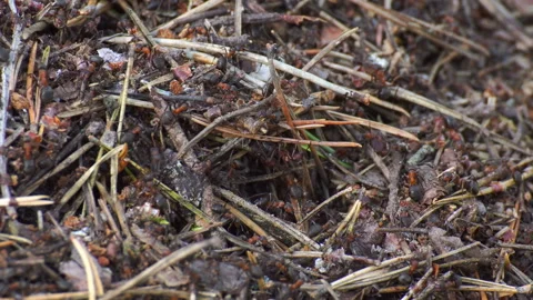 Ants life. Burrow in an anthill. Stock Footage 115830714