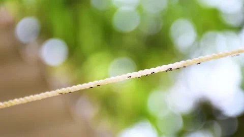 Ants on a line Video stock 201247821