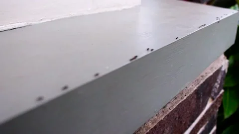 Ants line Vídeos de archivo 202241063